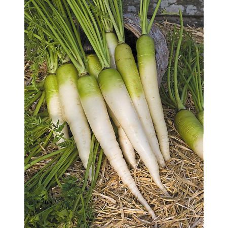 CAROTTE BLANCHE à COLLET HORS TERRE