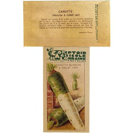 CAROTTE BLANCHE à COLLET HORS TERRE