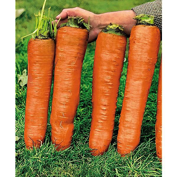 CAROTTE GÉANTE de TILQUES à pétioles verts