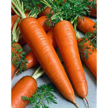 CAROTTE GÉANTE de TILQUES à pétioles verts 2