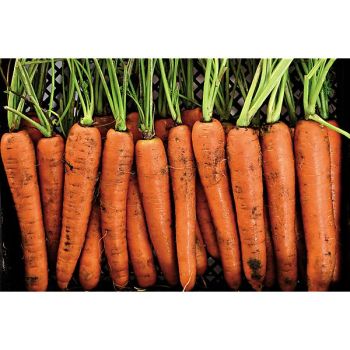 CAROTTE F1 NARBONNE 2