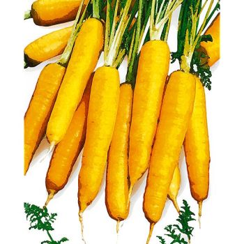 CAROTTE AMARILLO YELLOW