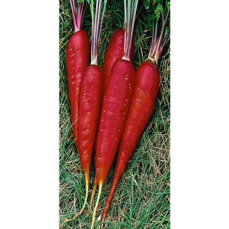 CAROTTE LONGUE ROUGE SANG