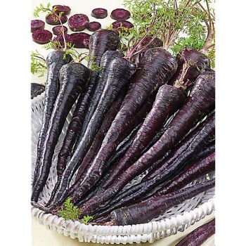 CAROTTE PASTENAGA NEGRA