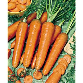 CAROTTE DARINA