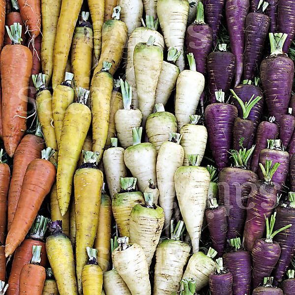 CAROTTE MÉLANGE de 4 VARIÉTÉS ANCIENNES