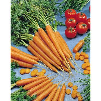 CAROTTE AMSTERDAM 3 2