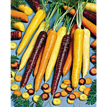 CAROTTE F1 COLORÉE sur RUBAN