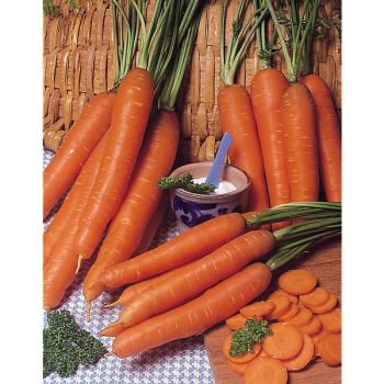 ASSORTIMENT de CAROTTES en RUBAN