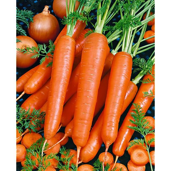 SAISON de CAROTTES en RUBAN