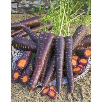 CAROTTE F1 PURPLE HAZE