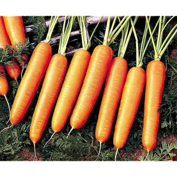 CAROTTE F1 NAIROBI 2