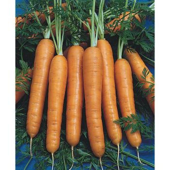 CAROTTE 1/2 LONGUE NANTAISE AMÉLIORÉE 2 Bio