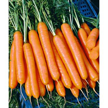 CAROTTE 1/2 LONGUE NANTAISE AMÉLIORÉE 2 Bio 2