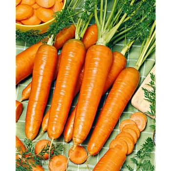 CAROTTE 1/2 LONGUE NANTAISE AMÉLIORÉE 2 2