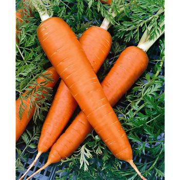 CAROTTE de COLMAR à CŒUR ROUGE 2 ou FLAKKÉE 2