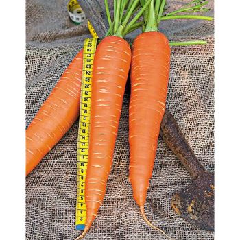 CAROTTE RUBROVITAMINA