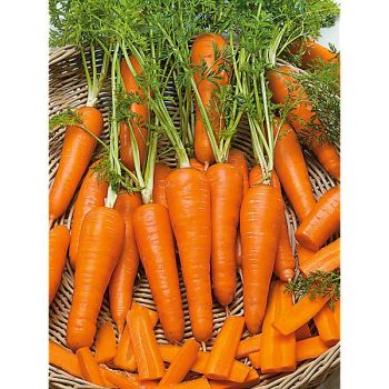 CAROTTE KURODA Bio 2