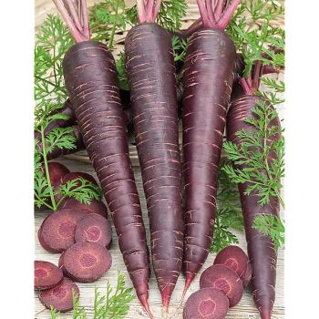 CAROTTE F1 PURPLE SUN