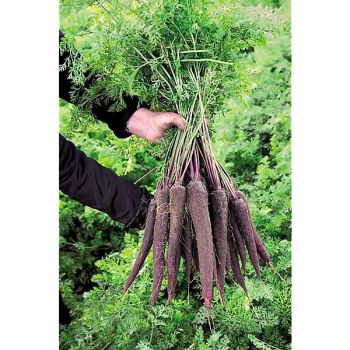 CAROTTE F1 PURPLE SUN 2