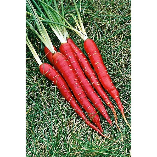 CAROTTE F1 RED SAMOURAI
