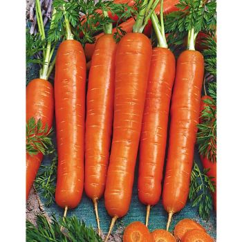 CAROTTE LASUPERNANTAISE® (F1 MAESTRO) Bio