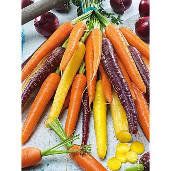 CAROTTE MÉLANGE de COULEURS Bio
