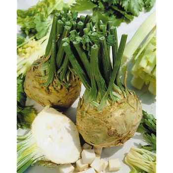 CÉLERI-RAVE MONARCH