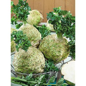 CÉLERI-RAVE MONARCH 2