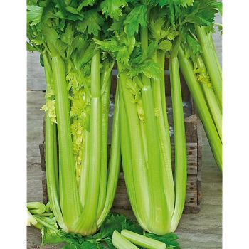 CÉLERI à côtes F1 TANGO