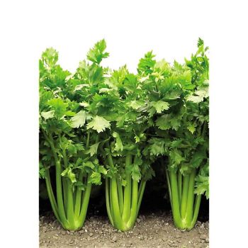 CÉLERI à côtes F1 TANGO 2