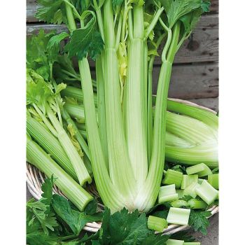 CÉLERI à côtes TALL UTAH 5270