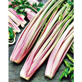 CÉLERI à côtes CHINESE PINK CELERY