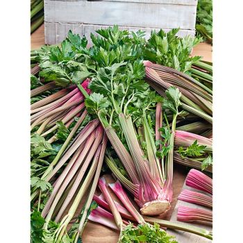 CÉLERI à côtes CHINESE PINK CELERY 2