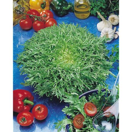 CHICORÉE frisée FINE de LOUVIERS