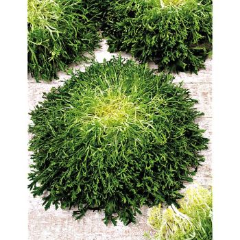 CHICORÉE frisée FINE de LOUVIERS 2