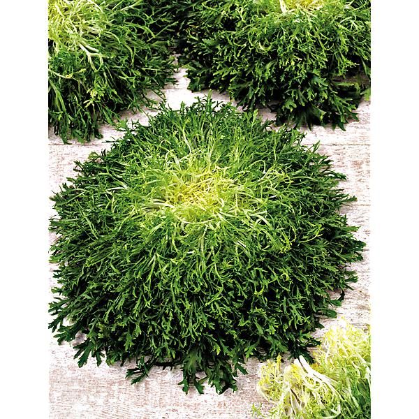 CHICORÉE frisée FINE de LOUVIERS