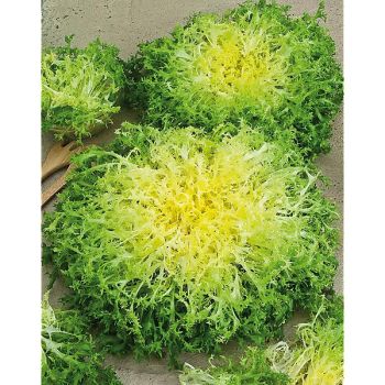CHICORÉE frisée GROSSE POMMANT SEULE