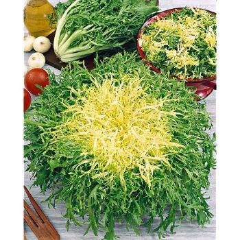 CHICORÉE frisée CABELLO de ANGEL (cheveux d’ange)