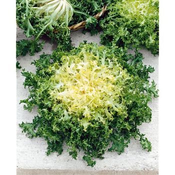 CHICORÉE frisée de RUFFEC