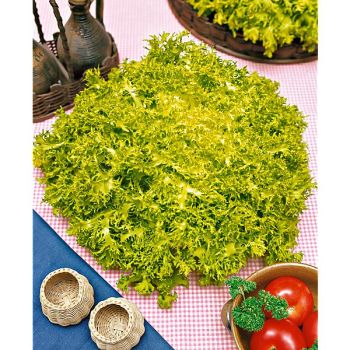 CHICORÉE frisée ENDIVETTE (fijne krul geel)