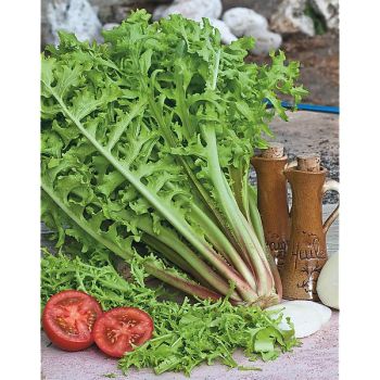 CHICORÉE frisée ROMANESCA da TAGLIO