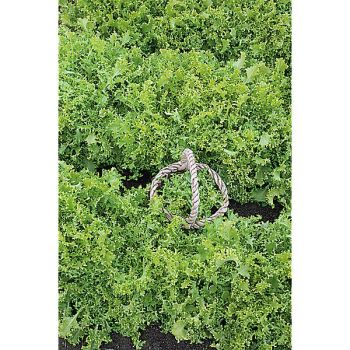 CHICORÉE frisée ROMANESCA da TAGLIO 2