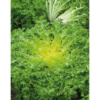 CHICORÉE frisée WALLONNE race VALDO