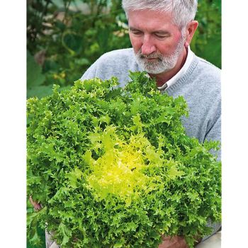 CHICORÉE frisée WALLONNE