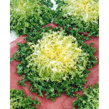 CHICORÉE frisée GROSSE PANCALIÈRE Bio