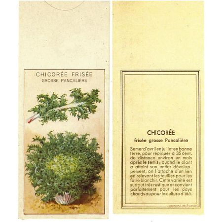 CHICORÉE frisée GROSSE PANCALIÈRE Bio