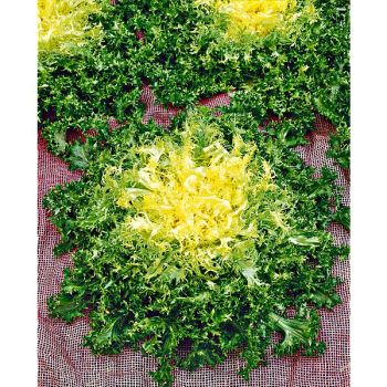 CHICORÉE frisée d’OLIVET ou RICCIUTISSIMA d’INGEGNOLI