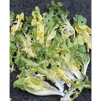 MÉLANGE de FRISÉES et de SCAROLES