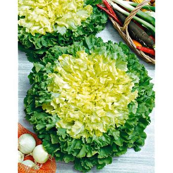 CHICORÉE scarole GÉANTE MARAÎCHÈRE race MARGOT 2